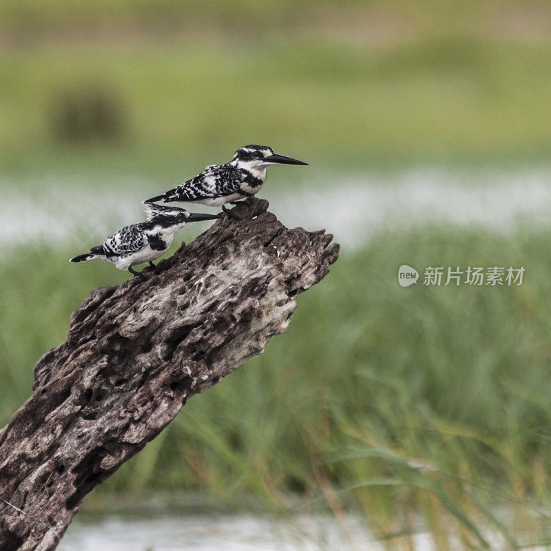 Pair of Pied Kingfisher, Ceryle rudis, Chobe N.P., Botswana, Africa